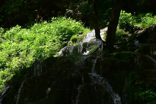 Ormanda şelale doğa manzarası 