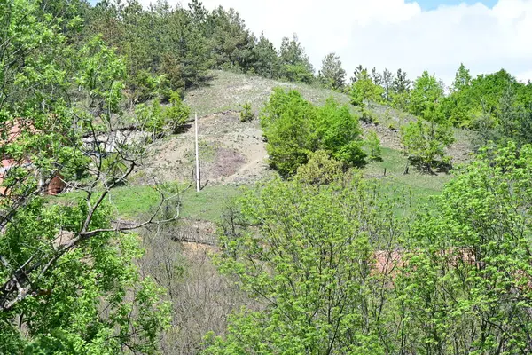 Ormanın güzel manzarası