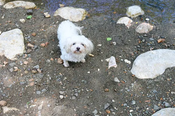 Beyaz köpek gündüz vakti dağ nehrinin kıyısında yürüyor.