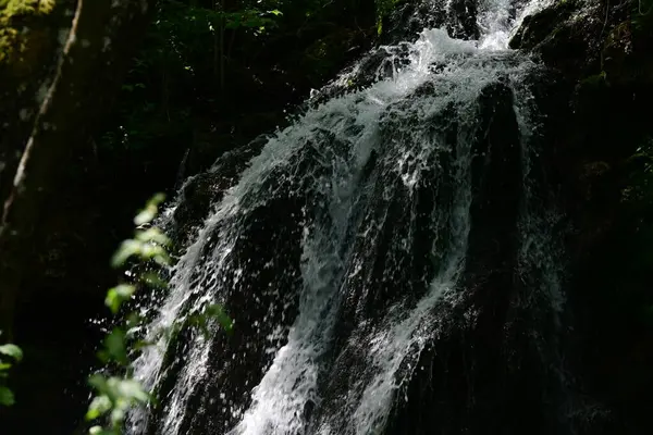 Ormanda şelale doğa manzarası 