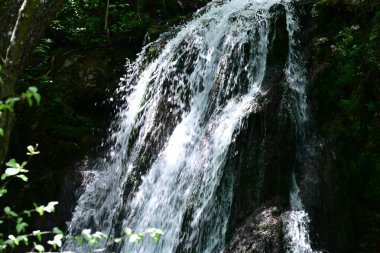 Ormanda şelale doğa manzarası 