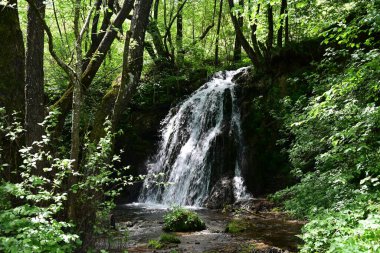 Ormanda şelale doğa manzarası 