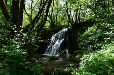 Dağ ormanının yeşilliği arasında küçük bir şelale..