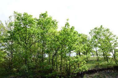 Ormanda yeşil ağaçlar. bahar manzarası.
