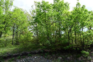 Ağaçları ve yeşil otları olan güzel bir orman.