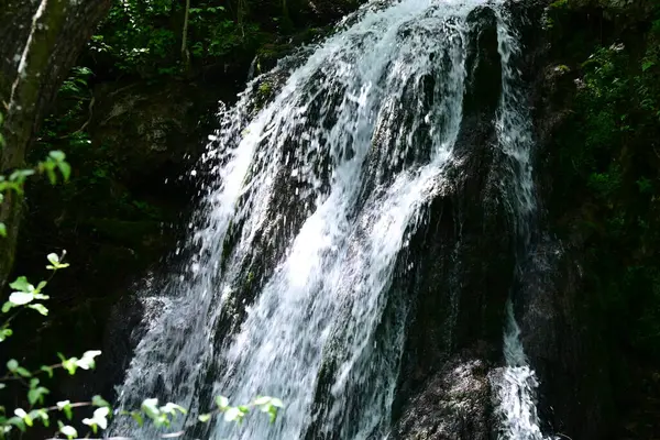 Ormanda şelale doğa manzarası 