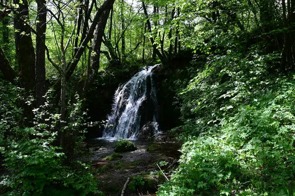 Dağ ormanının yeşilliği arasında küçük bir şelale..