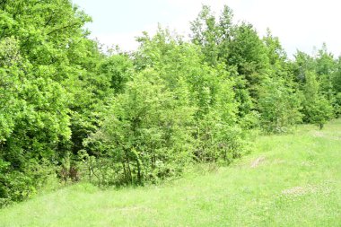 Ağaçların arka planında yeşil çimenler.