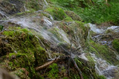 Yeşil ormanda akan küçük şelale