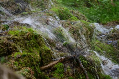 Yeşil ormanda akan küçük şelale