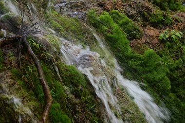 Yeşil ormanda akan küçük şelale