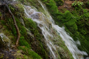 Yeşil ormanda akan küçük şelale