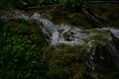 Yeşil ormanda akan küçük şelale
