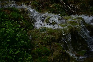 Yeşil ormanda akan küçük şelale