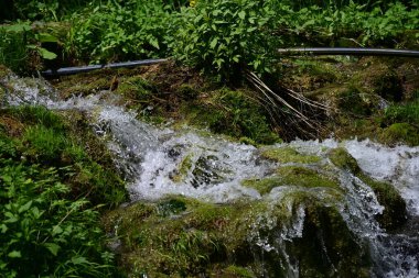 Yeşil ormanda akan küçük şelale
