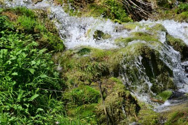 Yeşil ormanda akan küçük şelale