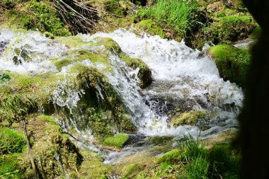Yeşil ormanda akan küçük şelale