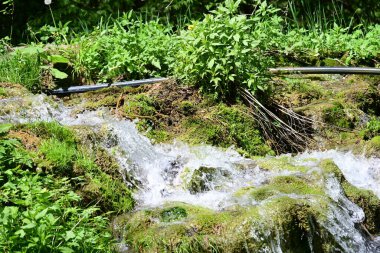 Yeşil ormanda akan küçük şelale