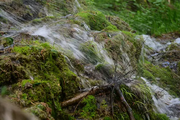 Yeşil ormanda akan küçük şelale