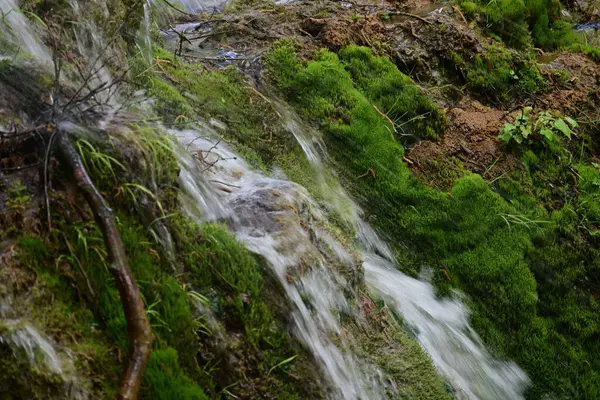 Yeşil ormanda akan küçük şelale