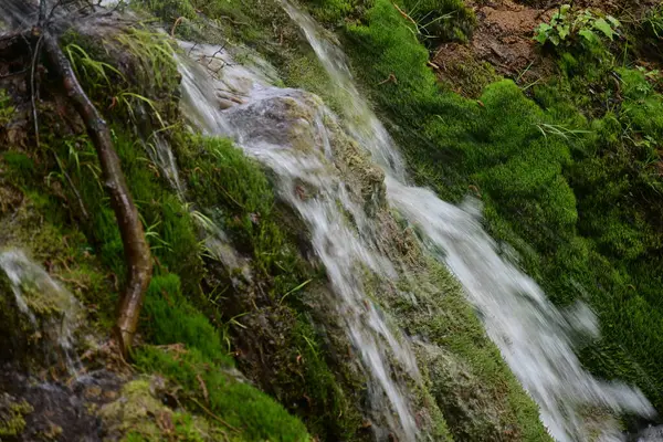 Yeşil ormanda akan küçük şelale