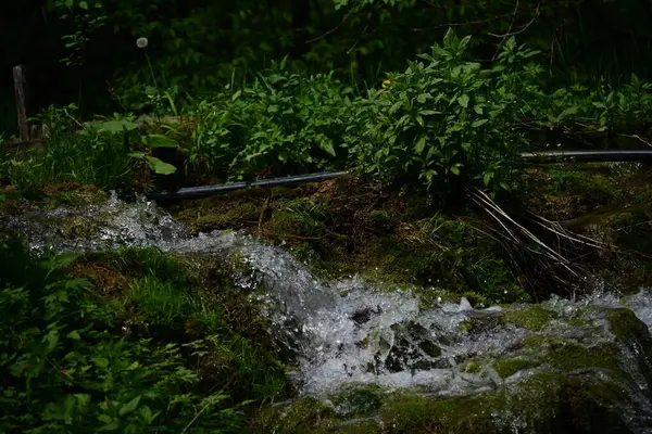 Yeşil ormanda akan küçük şelale