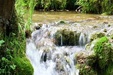 Yeşil ormanda akan küçük şelale