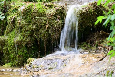 Yeşil ormanda akan küçük şelale