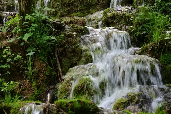 Yeşil ormanda akan küçük şelale
