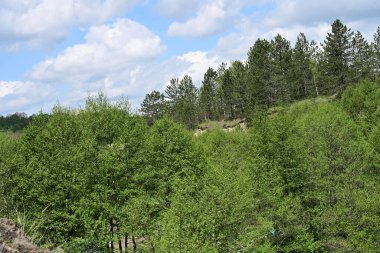 Yaz ormanının üzerinde parlayan parlak gün ışığı.