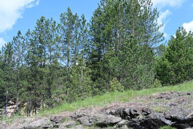 Yazın gelişen bir ormanın gündüz görüntüsü..