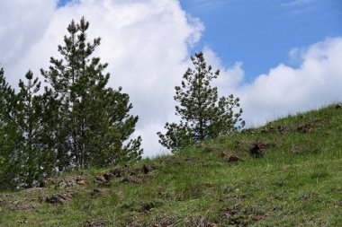 Yaz ormanının üzerinde parlayan parlak gün ışığı.