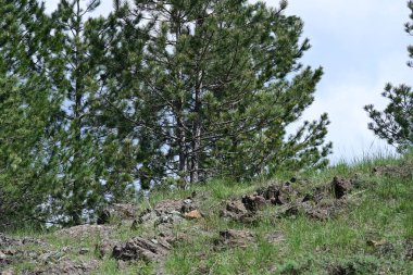 Yazın gelişen bir ormanın gündüz görüntüsü..