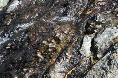 Sakin bir şelale sessiz ormanlık yoldan akıyor.