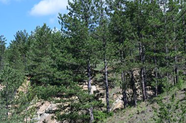 Doğal güneş ışığıyla aydınlatılmış yeşil bir yaz ormanı..