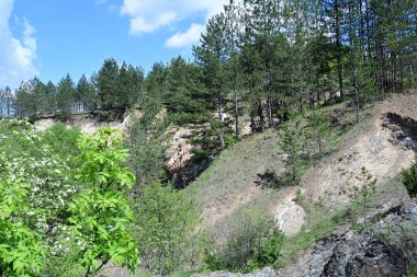 Yaz mevsimi boyunca yeşil ormanın gündüz çekimleri