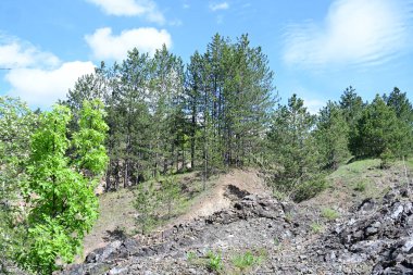 Yaz güneşinin tadını çıkaran bir orman sahnesi..