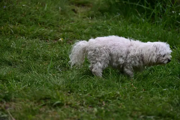 Bahçede yürüyen Bichon Frise köpeğinin yakın portresi