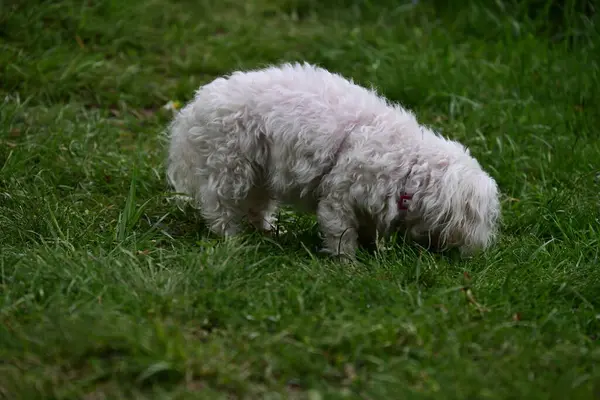 Bahçede yürüyen Bichon Frise köpeğinin yakın portresi