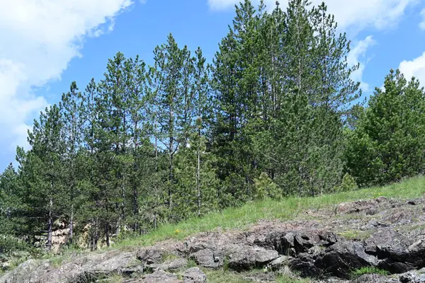 Yaz mevsimi boyunca yeşil ormanın gündüz çekimleri