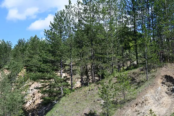 Yaz mevsimlerini gösteren bir gün ışığı fotoğrafı.