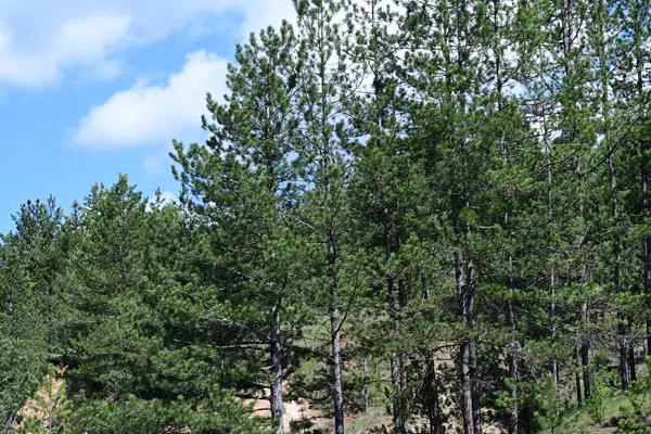 Doğal güneş ışığıyla aydınlatılmış yeşil bir yaz ormanı..