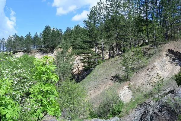 Yaz mevsimi boyunca yeşil ormanın gündüz çekimleri