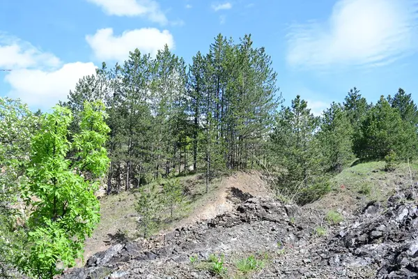 Yaz güneşinin tadını çıkaran bir orman sahnesi..