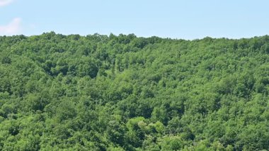 Yapraklı yeşil ağaçların gündüz görüntüsü