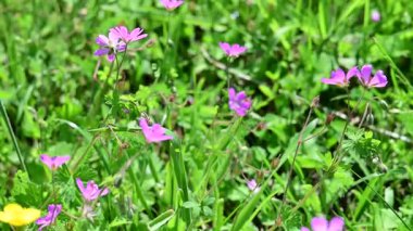 Yaz çayırlarını çiçeklerle kapatın.