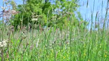 Yaz çayırlarını çiçeklerle kapatın.