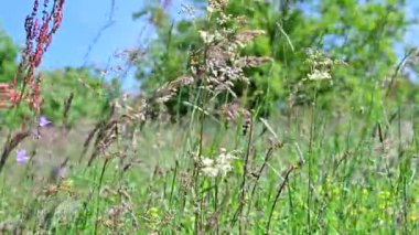 Yaz çayırlarını çiçeklerle kapatın.