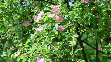 Bahçede çiçekli güzel çalılar 