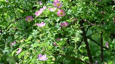 Bahçede çiçekli güzel çalılar 